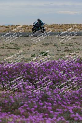 media/Jan-14-2023-SoCal Trackdays (Sat) [[497694156f]]/Turn 14 Exit Bloomig (145pm)/